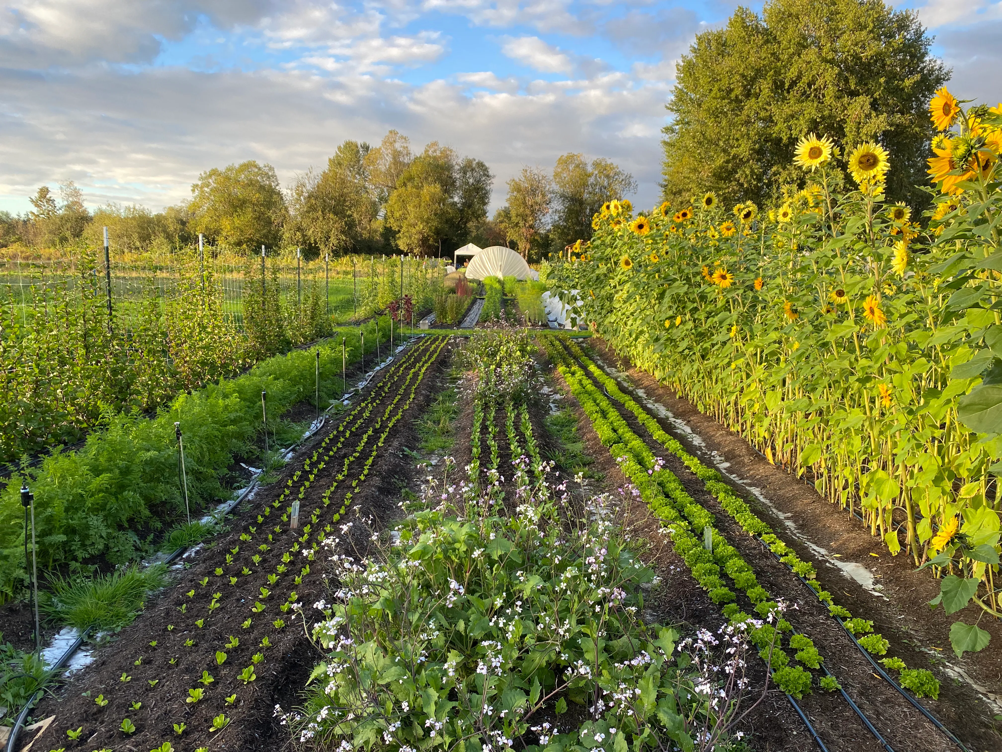 Landscape of the farm