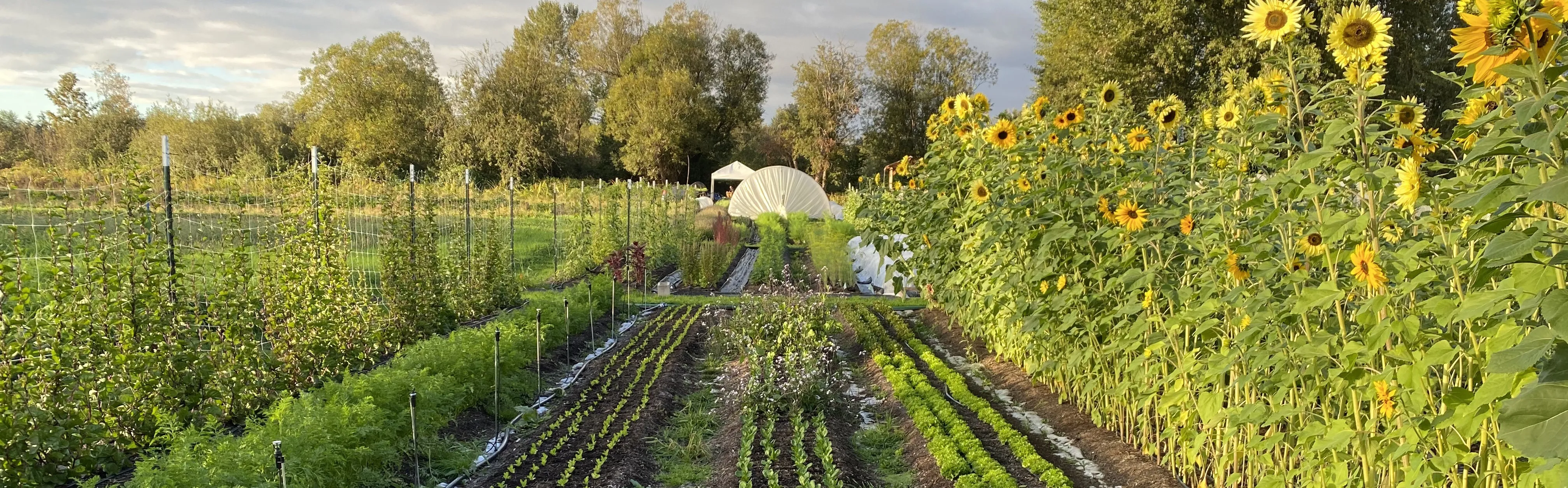 The fields at Blue Glass Farm